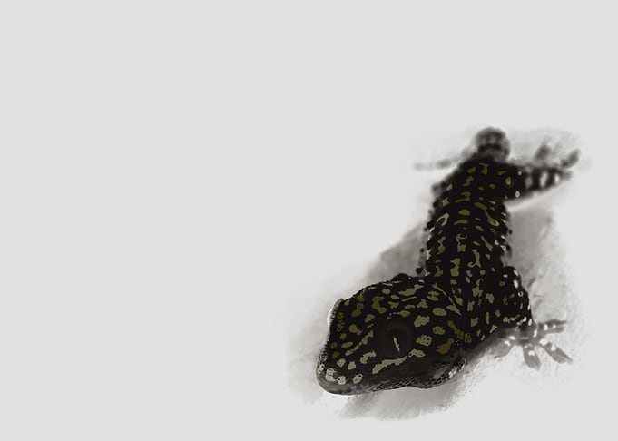 Leopard Tokay