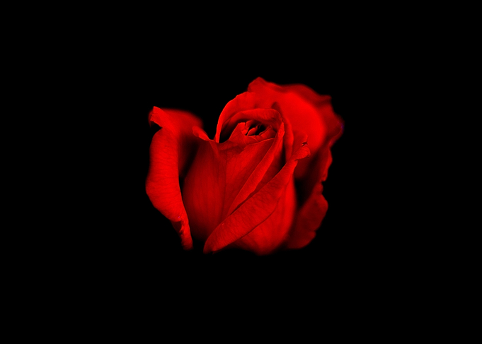 Young rose on black