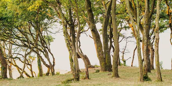 twist of tree trunks