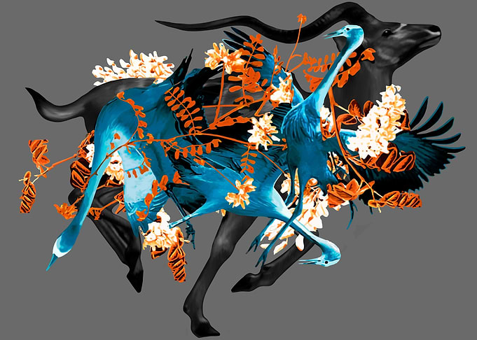 Black antelope