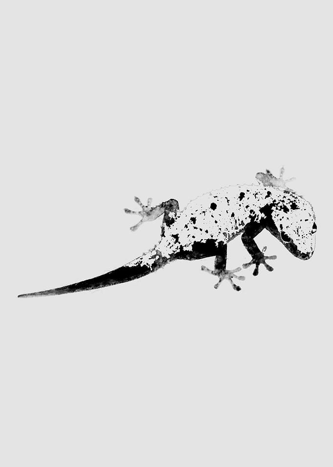 Stained Gecko