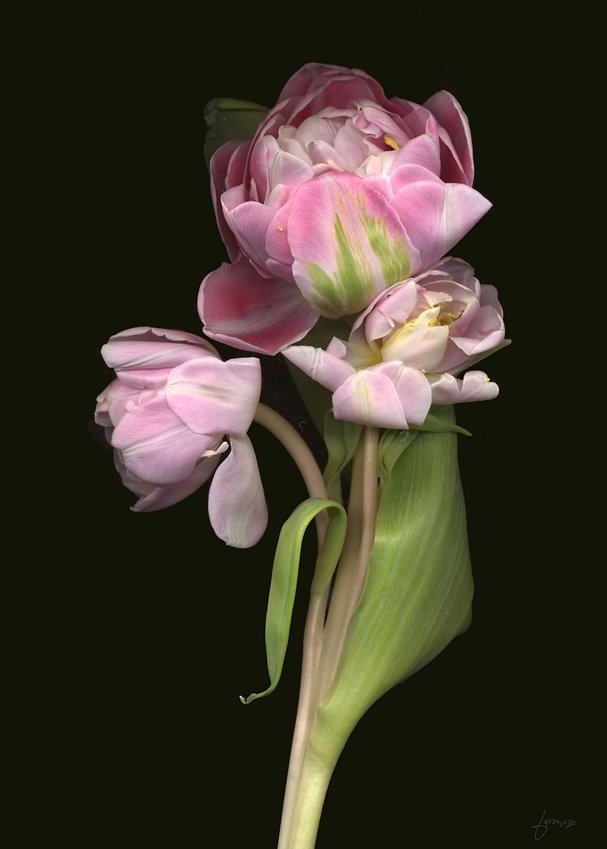 pink flower