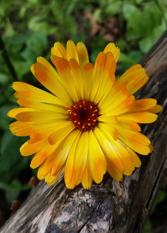 marigold on log