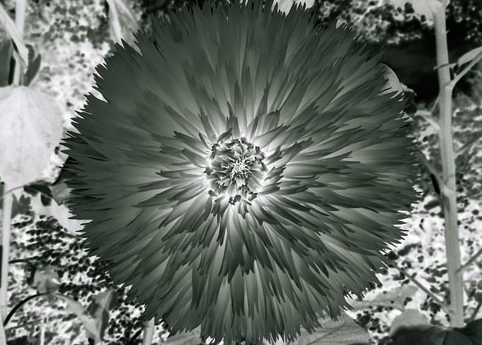 Dahlia Flower