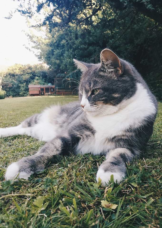 Cat Chillin'
