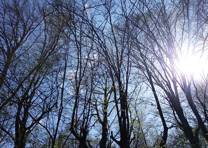 Sunshine in forest