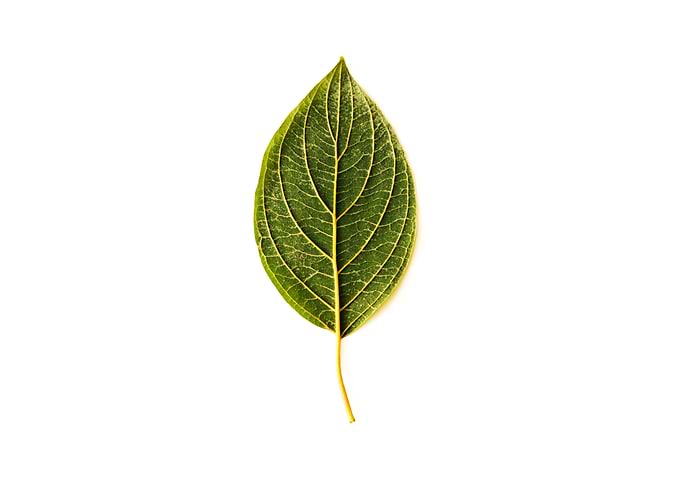 Green leaf