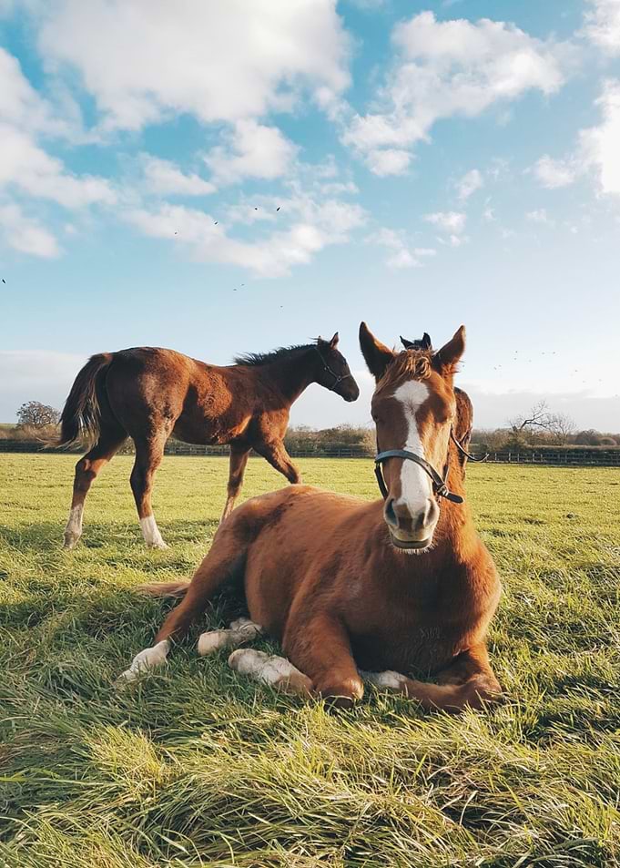 A Horse Stare