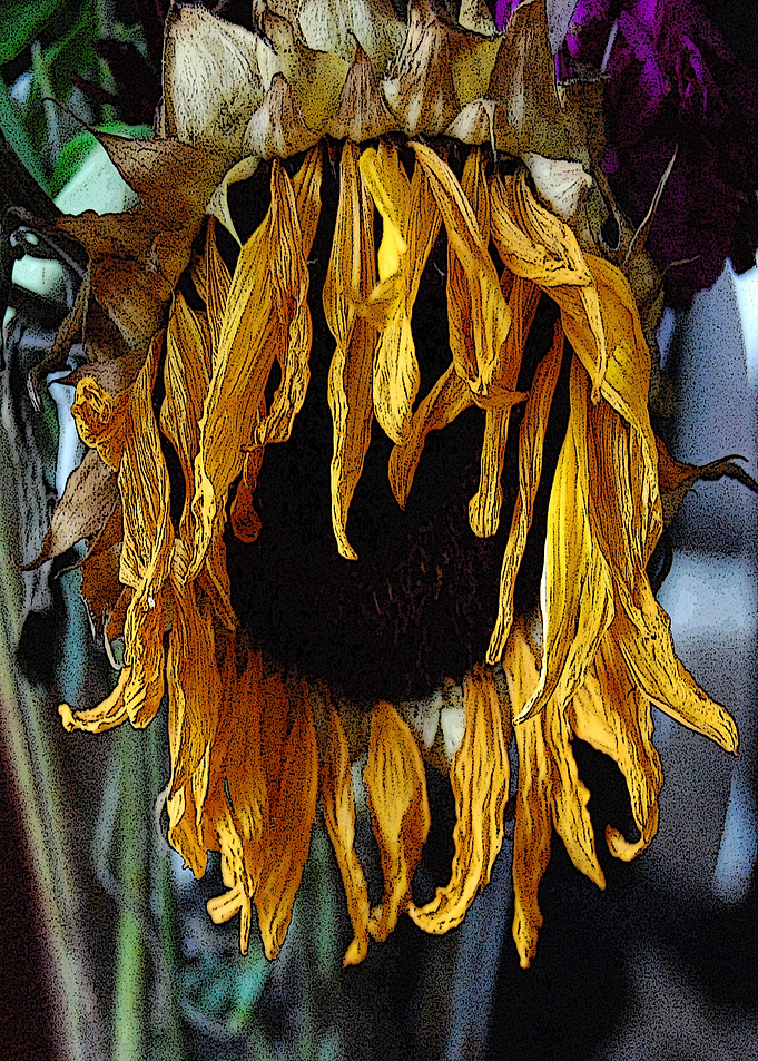 Dried Sunflower