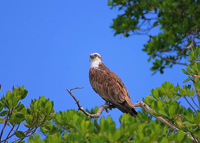 Osprey in the Everglades