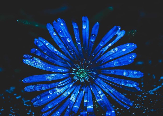 flowers in the rain