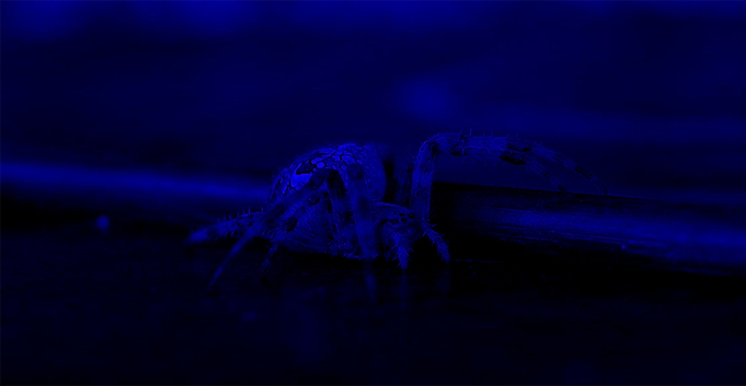 Black Blue Diadematus