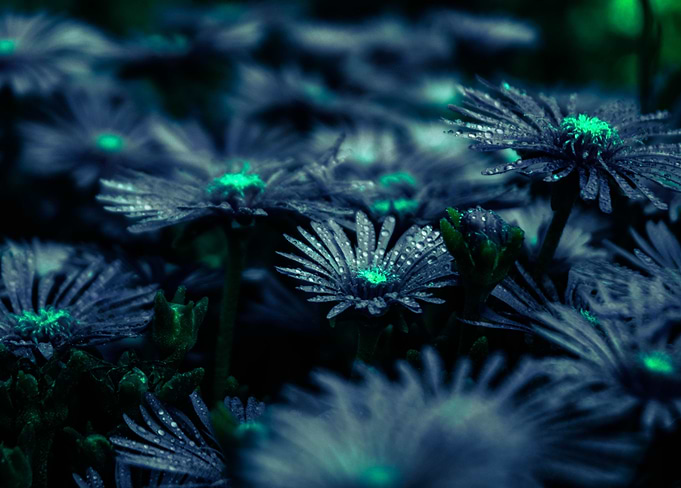 night flowers in the rain