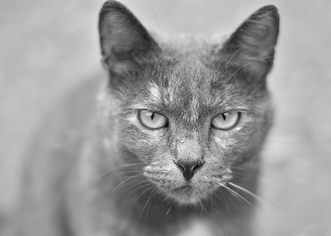 Cat portrait