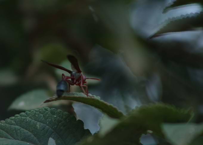 wasps in africa