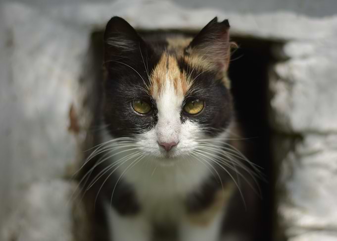 Homeless cat