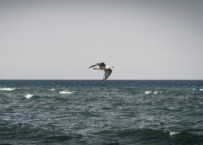 Sea Wings