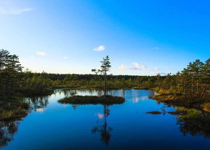 Viru Bog