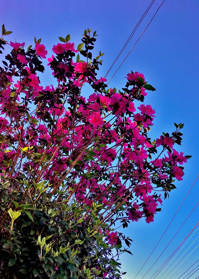 Flor Brasil-5_2018