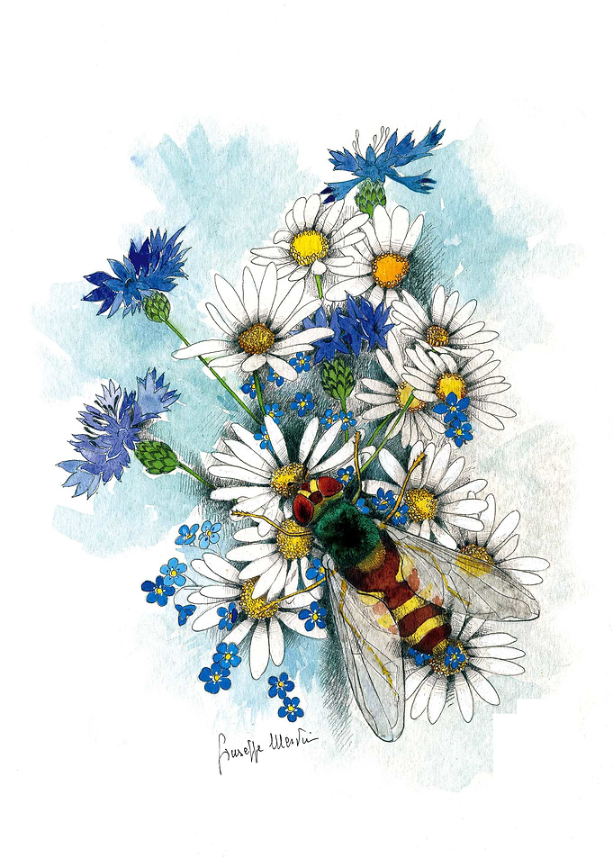 The Bee with Daisy
