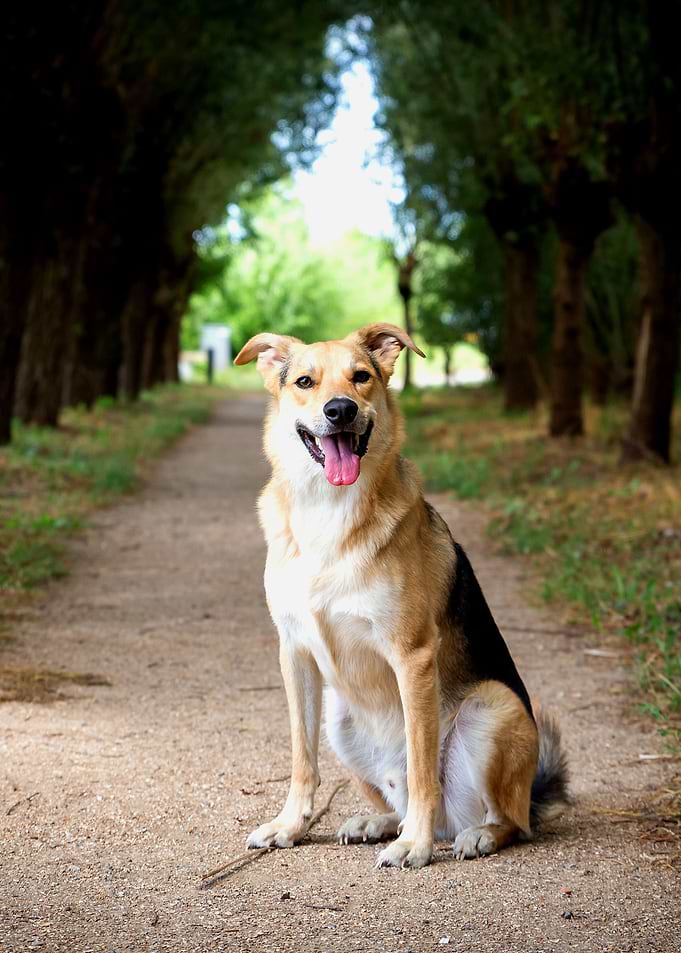 Dog In Forest