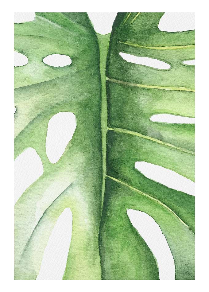 Monstera leaf zoom