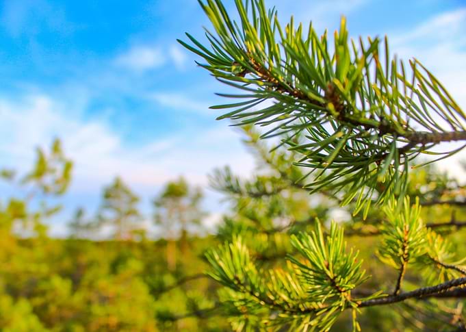 Morning Pine