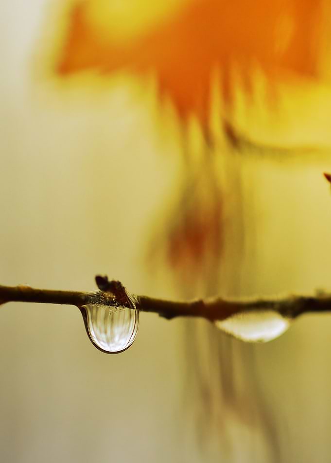 Drops