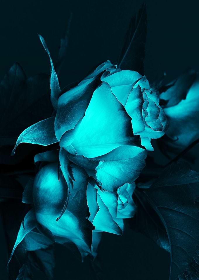 flowers 65