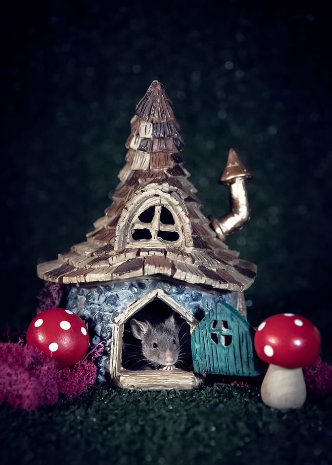 Fun House