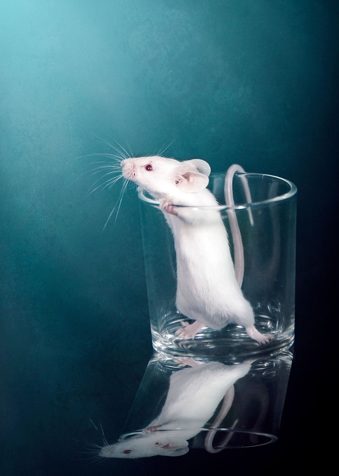 Cute little mouse