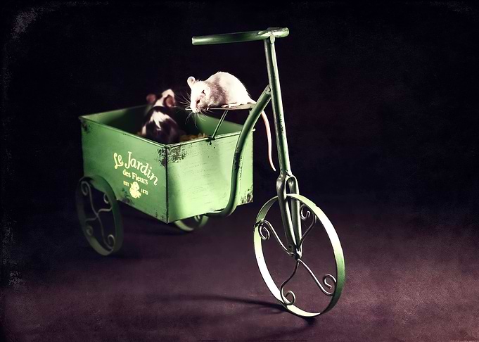 Ready for a ride