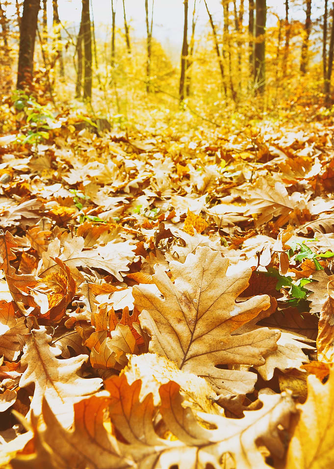 Yellow leaves