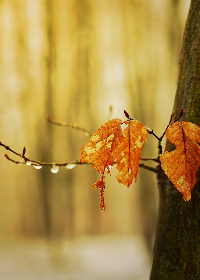 Autumn forest