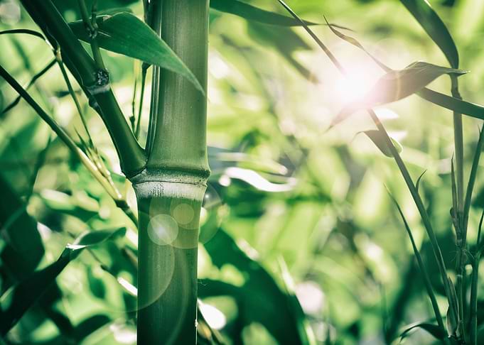 Bamboo
