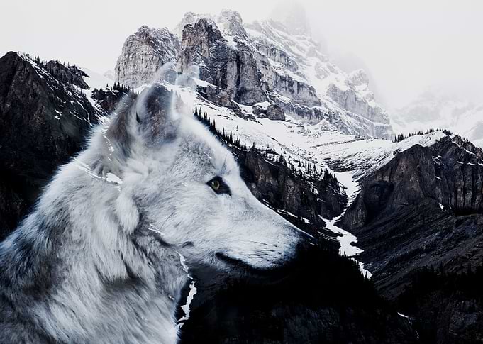 Wolf and Mountains