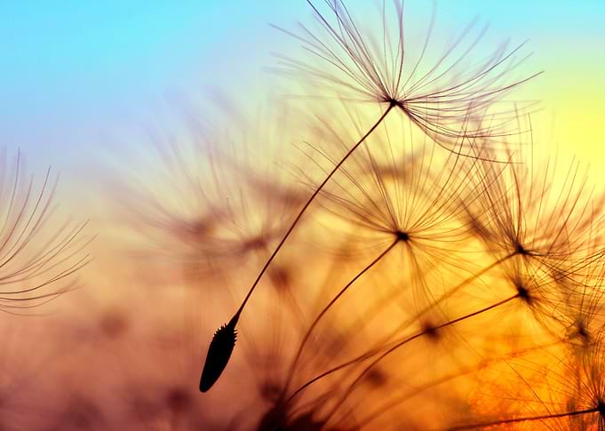 Dandelion