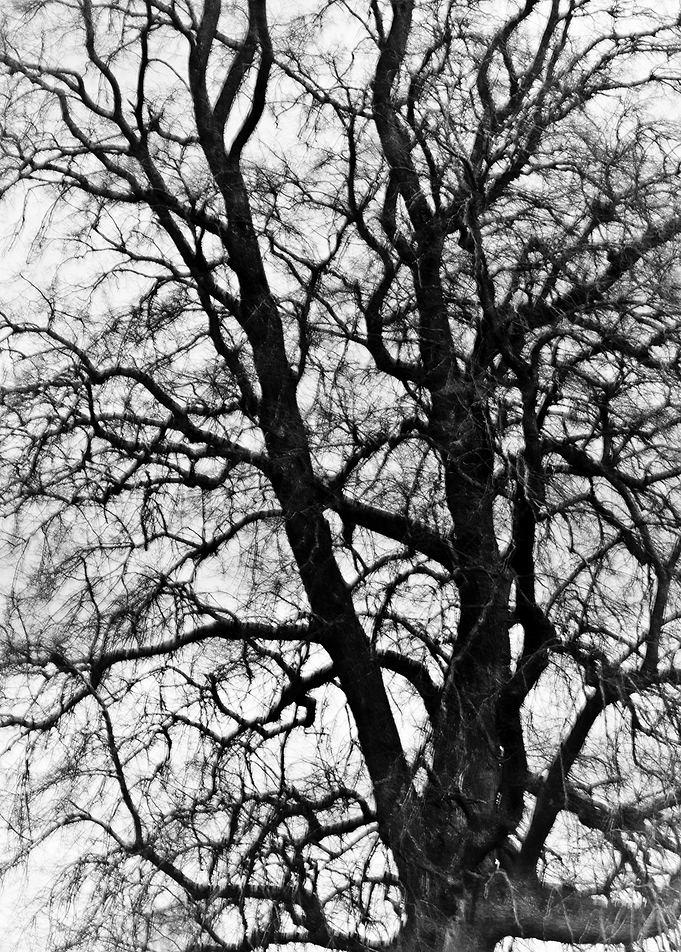 Vein