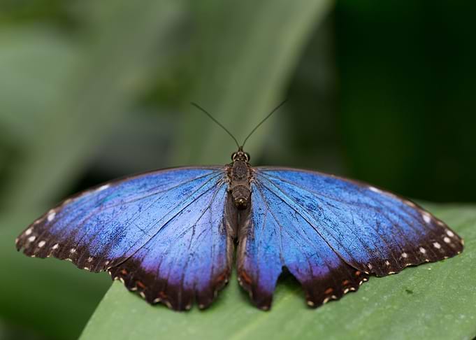 Blue Butterfly