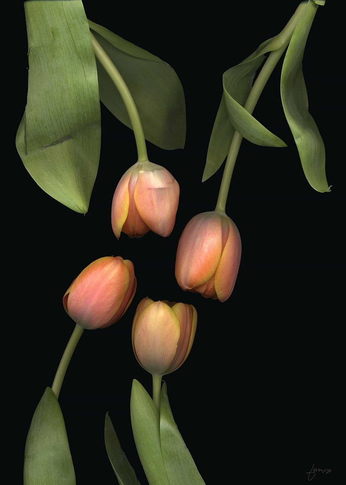 four tulips