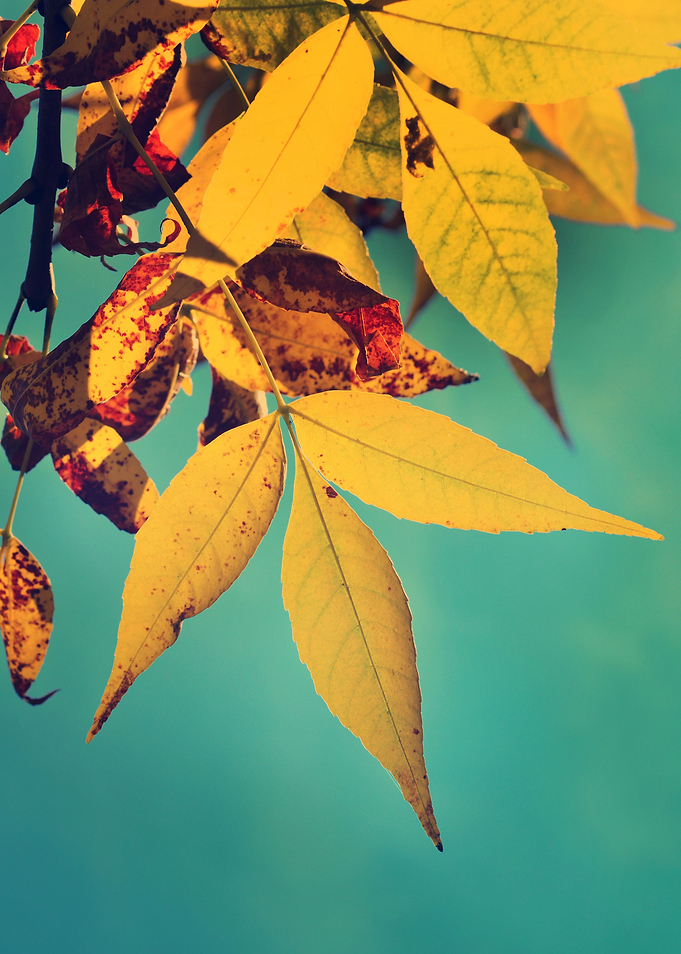 Autumn leaves