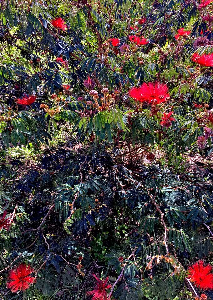 Flor Brasil-6_2018