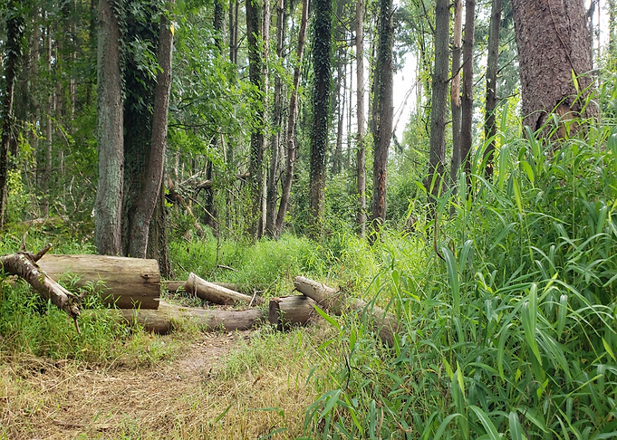Cut Up Logs