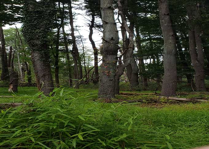 Relaxing Nature