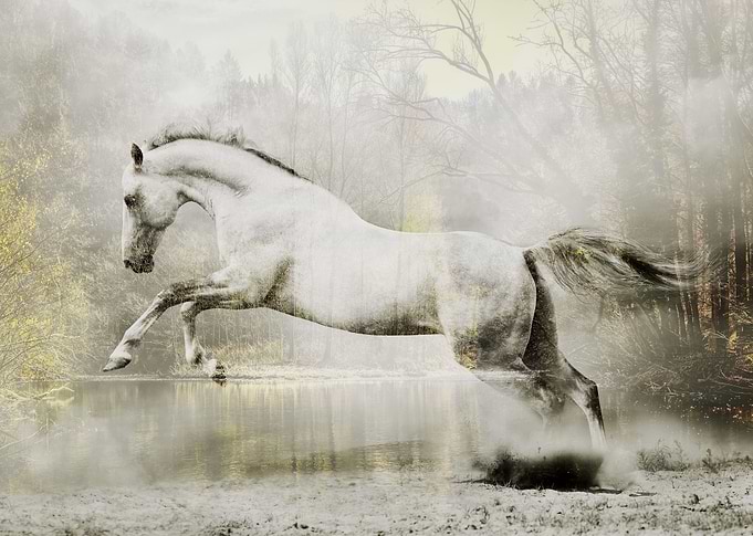 Horse In The Forest