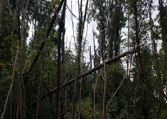 Felled Trees