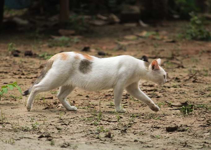 Hunting cat