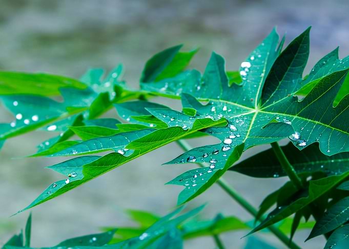 water drops