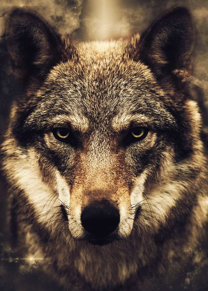 Wolf