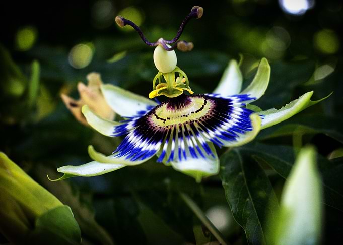 The passiflora